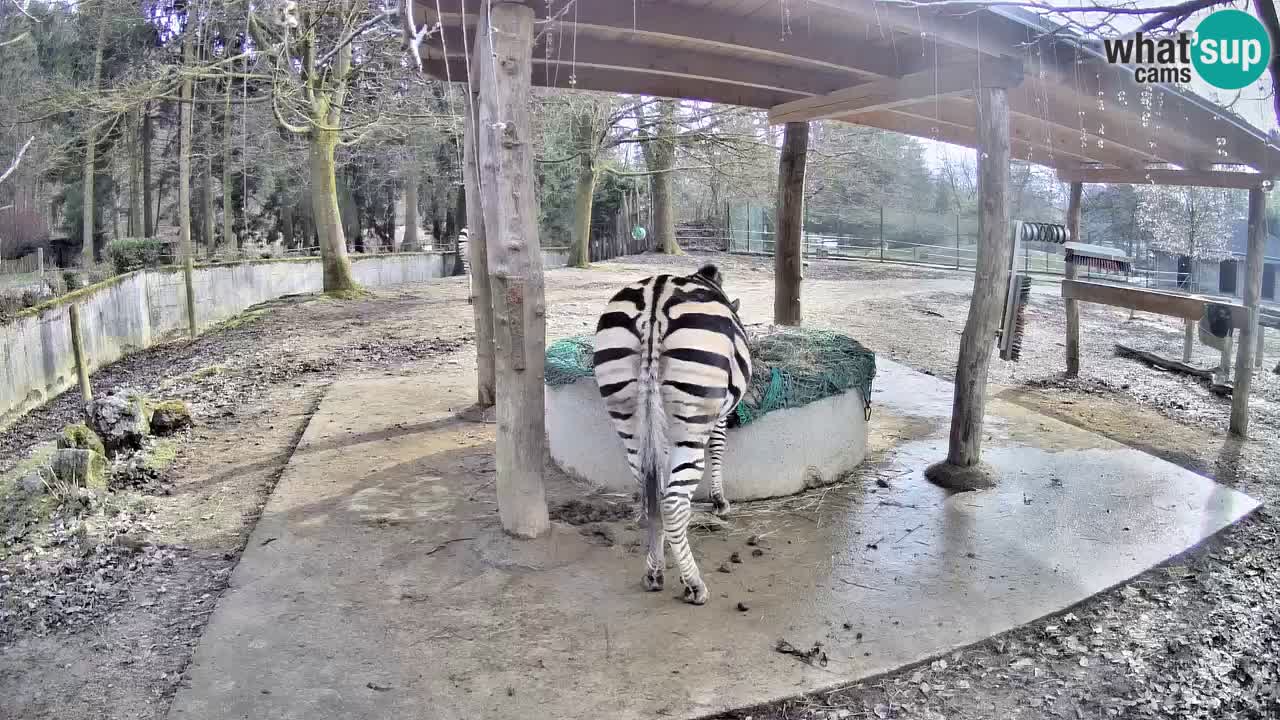 Live webcam Zebras in Ljubljana ZOO – Slovenia