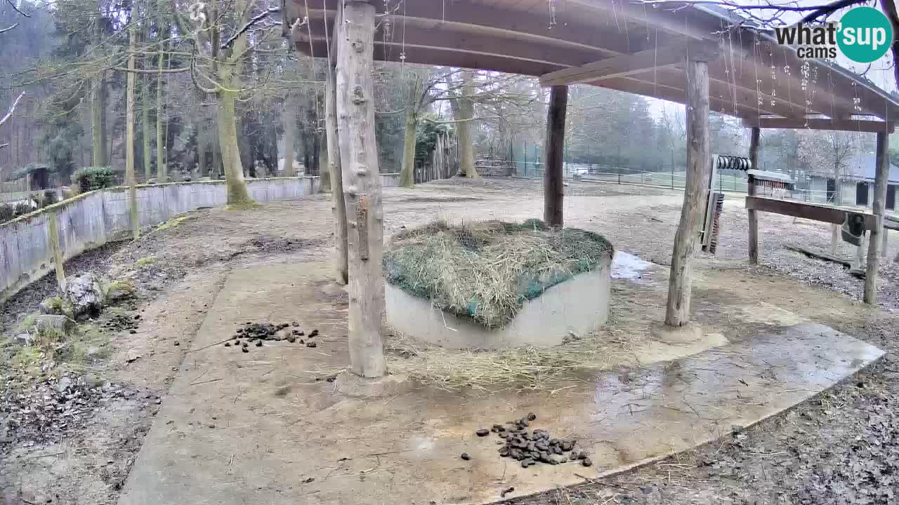 Live webcam Les zèbres in Ljubljana ZOO – Slovénie