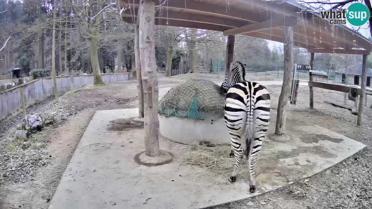 Live Webcam Zebras in Ljubljana ZOO – Slowenien