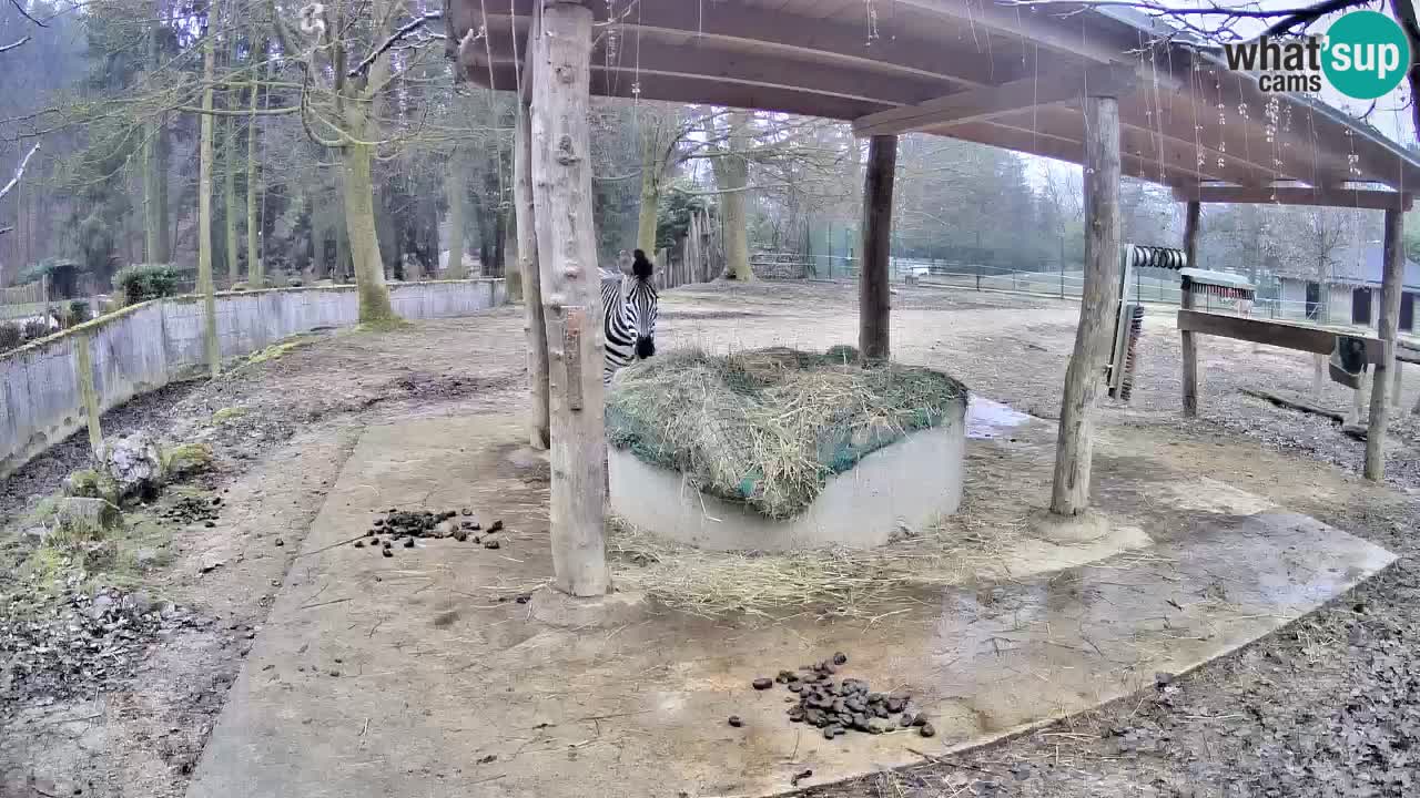 Camera en vivo Cebras in Ljubljana ZOO – Eslovenia