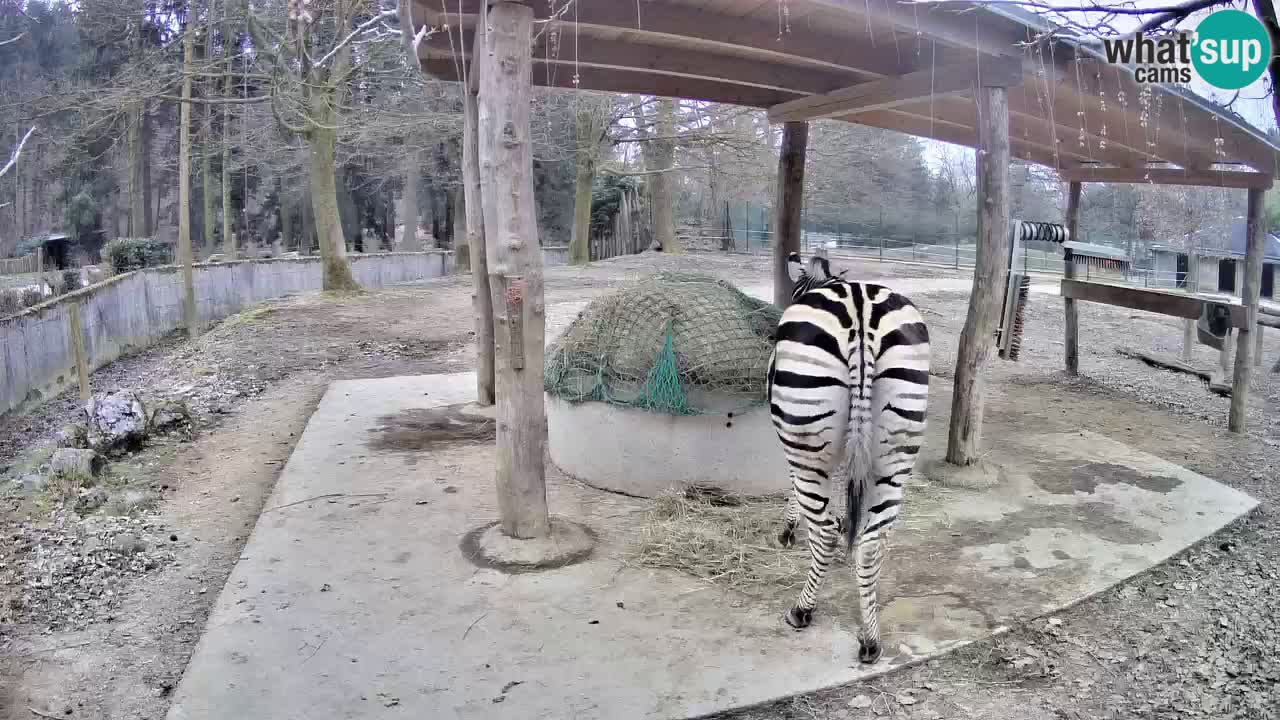 Le Zebre nello ZOO di Ljubljana – Slovenia Live webcam