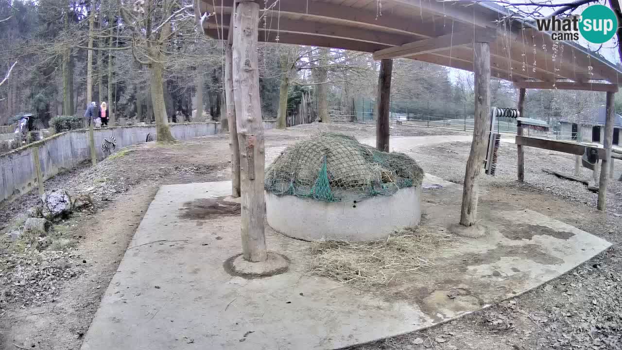 Le Zebre nello ZOO di Ljubljana – Slovenia Live webcam