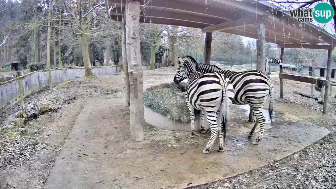 Live webcam Zebras in Ljubljana ZOO – Slovenia