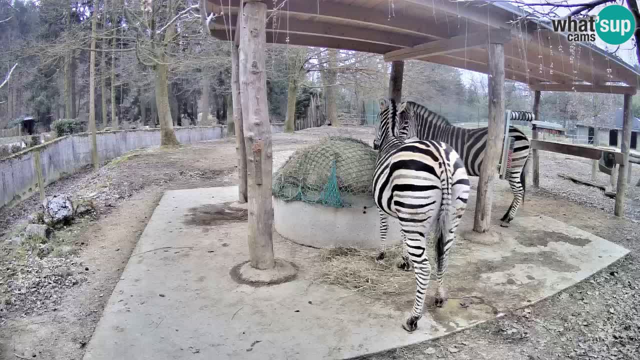 Zebre v živo v živalskem vrtu Ljubljana ZOO spletne kamere