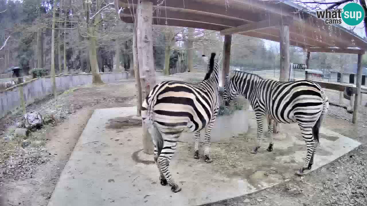 Live webcam Les zèbres in Ljubljana ZOO – Slovénie