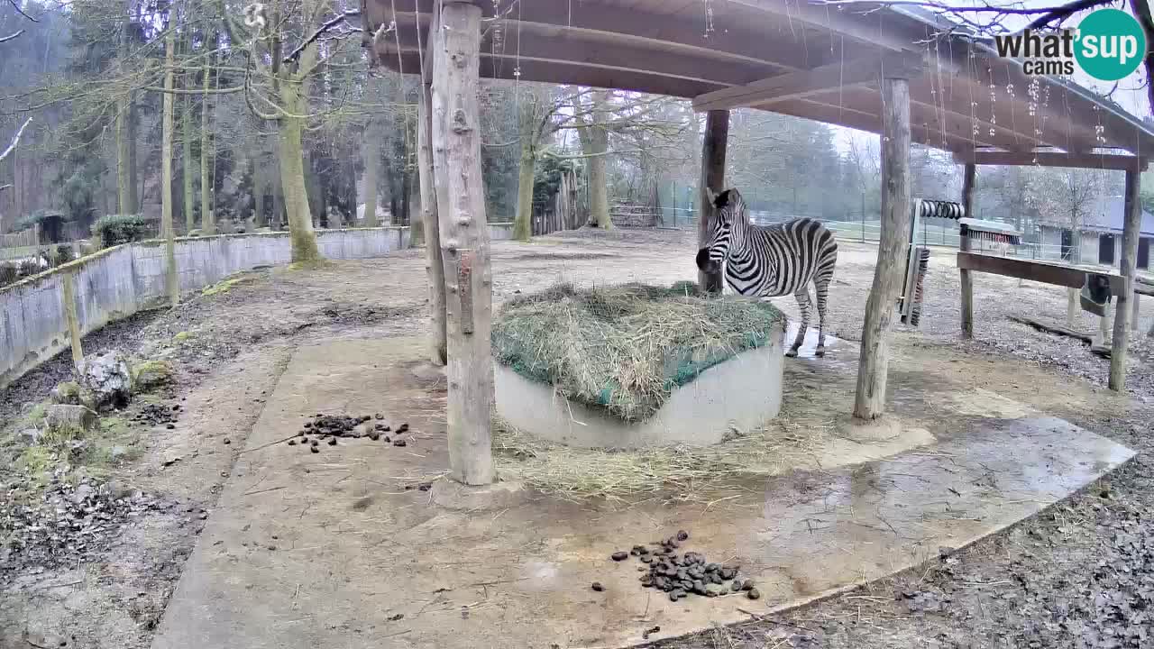 Le Zebre nello ZOO di Ljubljana – Slovenia Live webcam