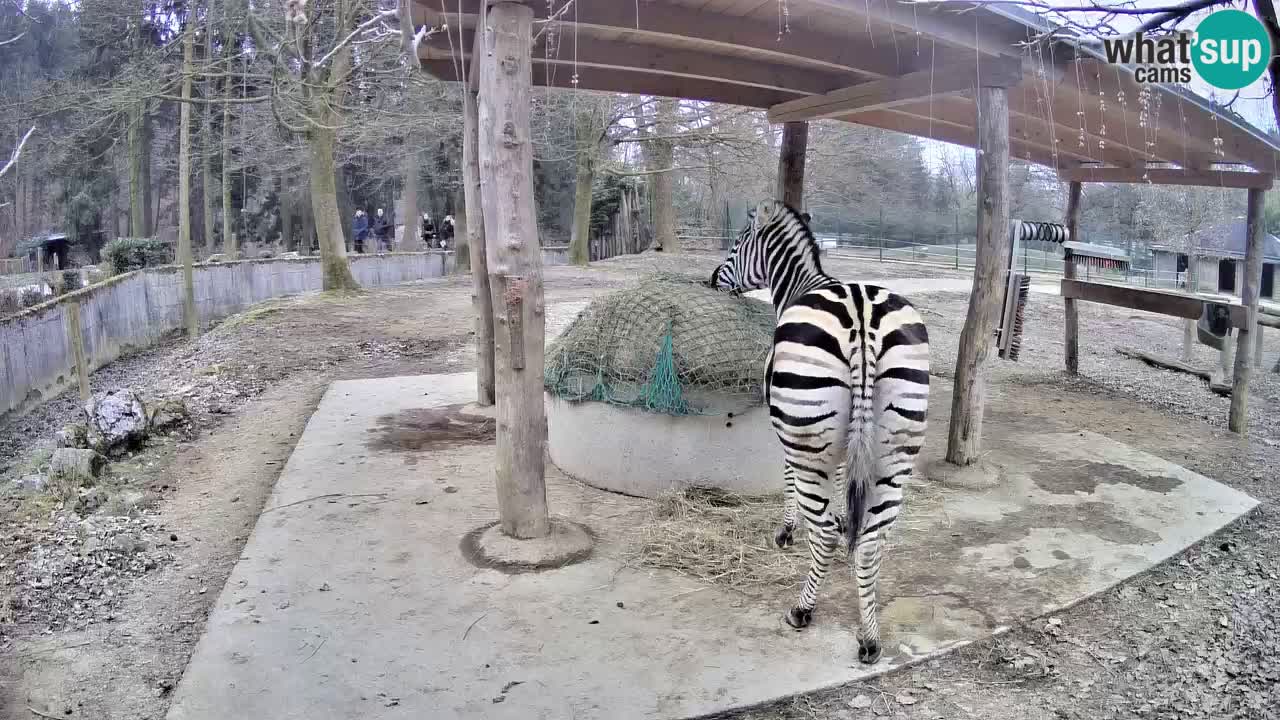 Live webcam Les zèbres in Ljubljana ZOO – Slovénie