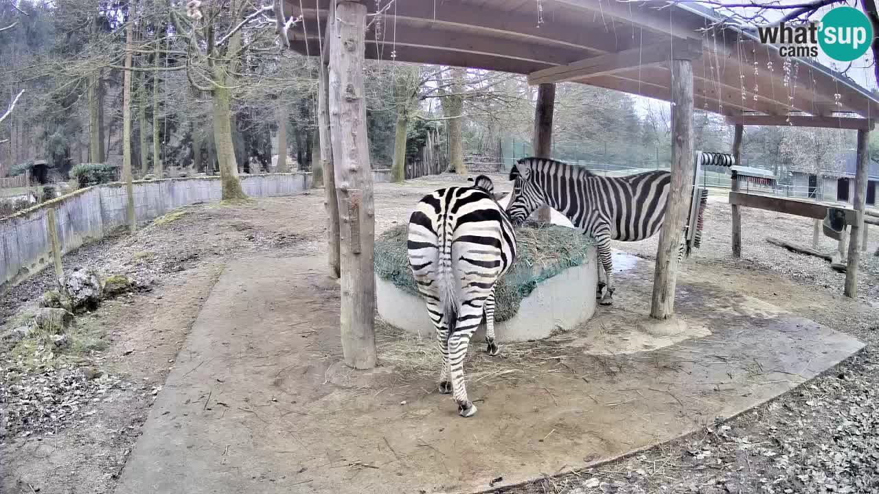 Camera en vivo Cebras in Ljubljana ZOO – Eslovenia