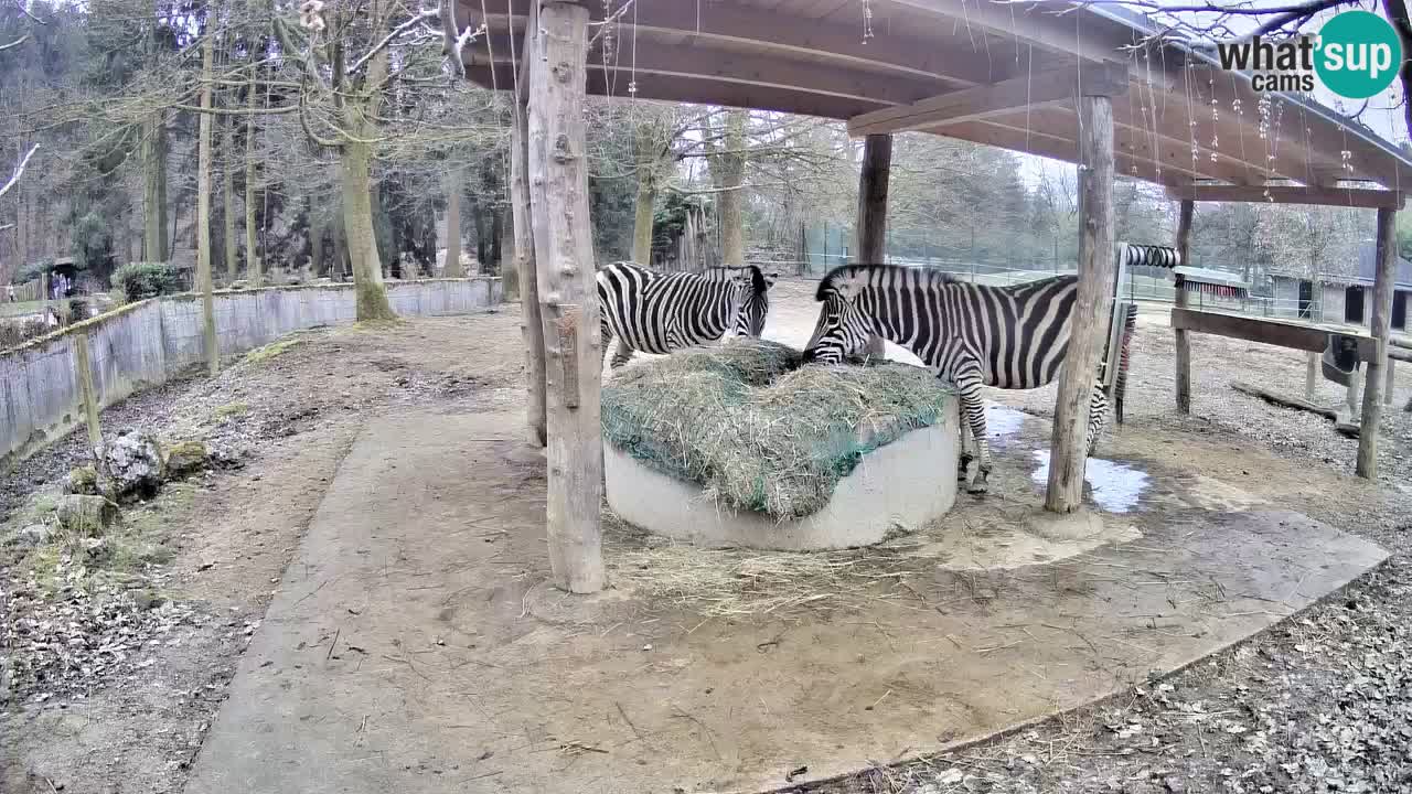 Web kamera uživo Zebras u ZOO Ljubljana – Slovenija