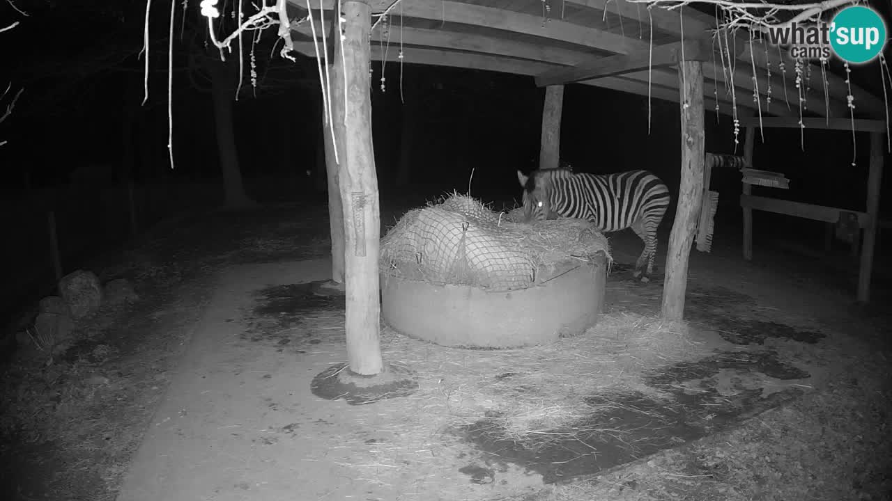 Live webcam Les zèbres in Ljubljana ZOO – Slovénie