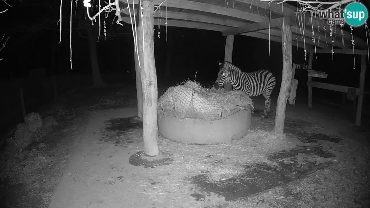 Zebre v živo v živalskem vrtu Ljubljana ZOO spletne kamere