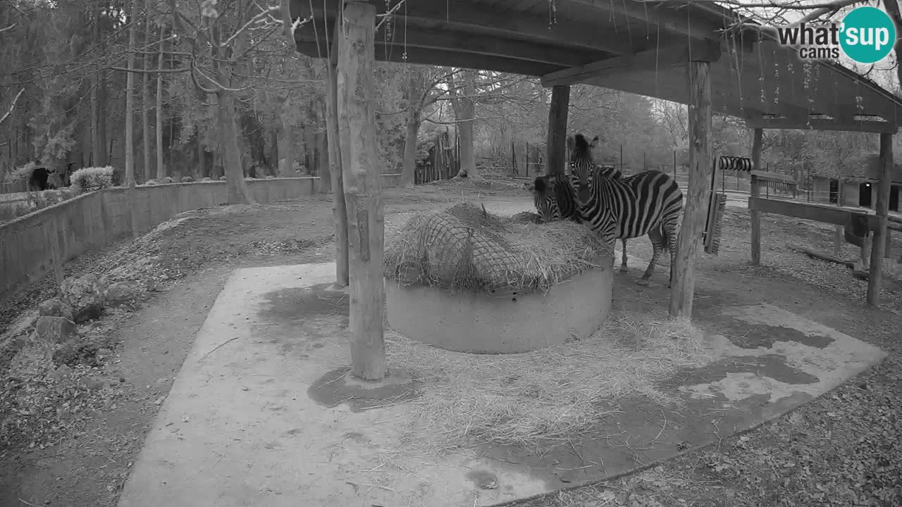 Live Webcam Zebras in Ljubljana ZOO – Slowenien