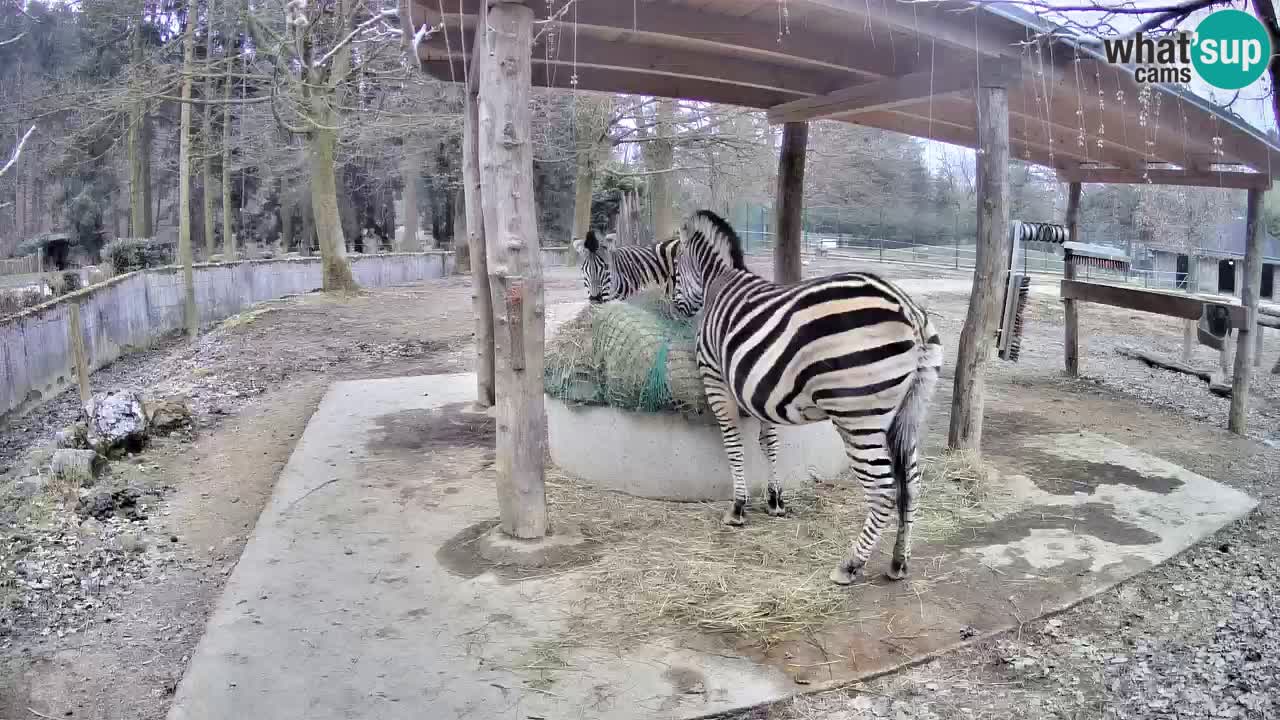 Camera en vivo Cebras in Ljubljana ZOO – Eslovenia