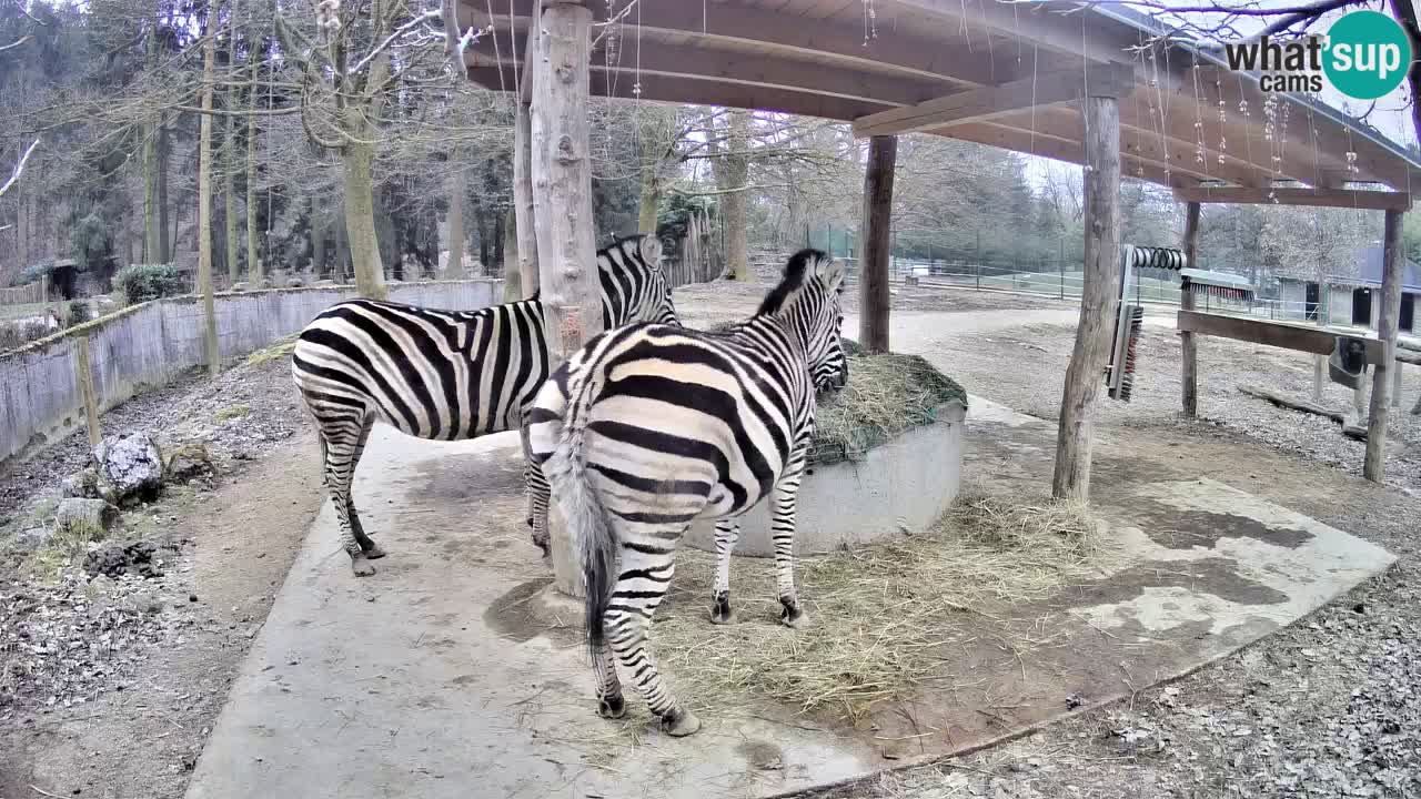 Live Webcam Zebras in Ljubljana ZOO – Slowenien