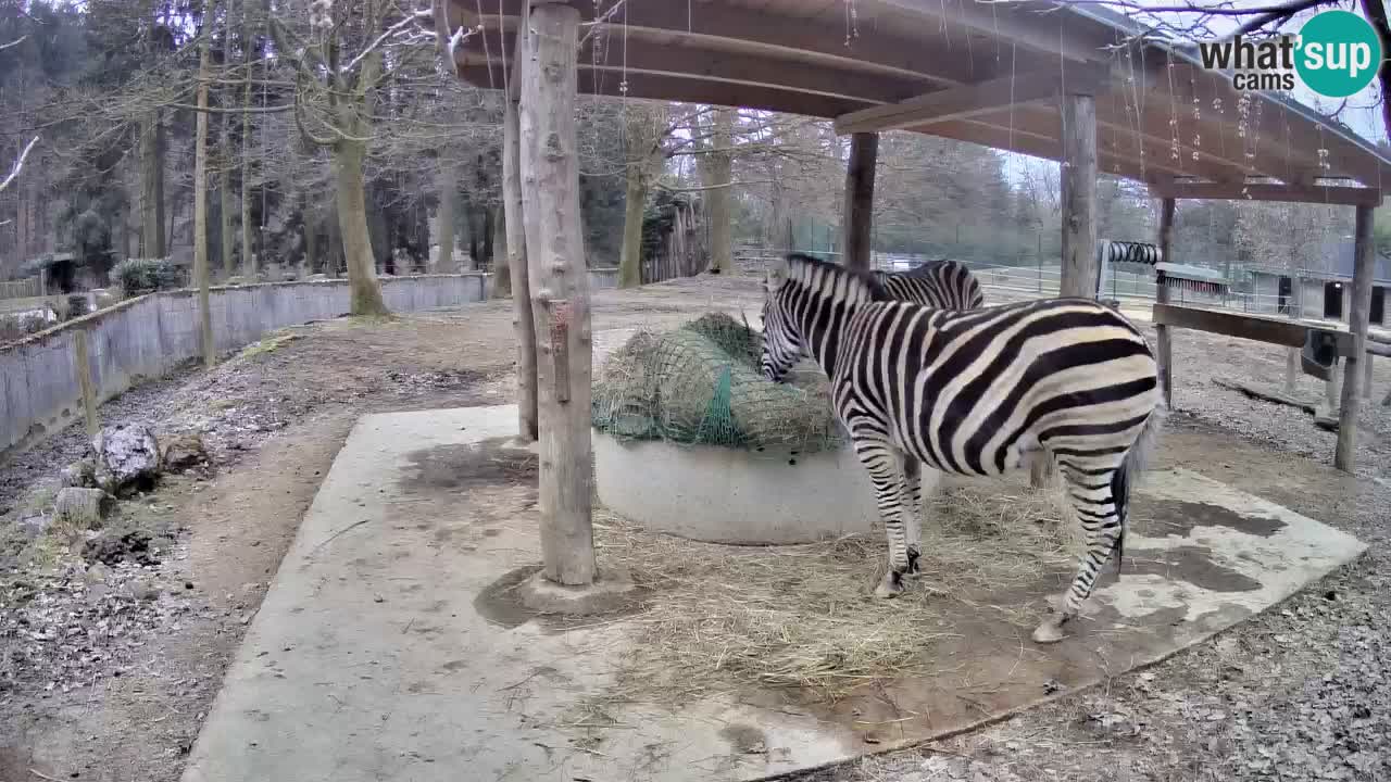 Camera en vivo Cebras in Ljubljana ZOO – Eslovenia