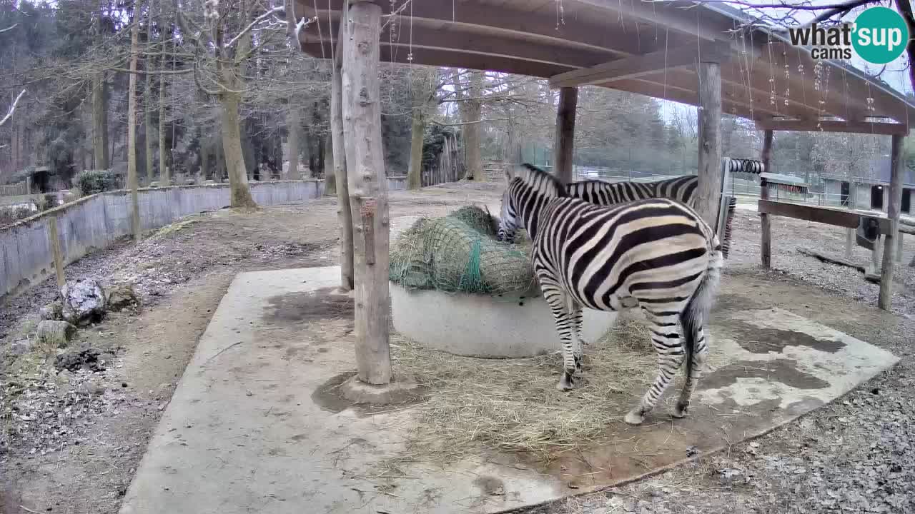 Le Zebre nello ZOO di Ljubljana – Slovenia Live webcam