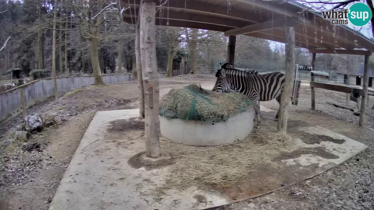 Camera en vivo Cebras in Ljubljana ZOO – Eslovenia