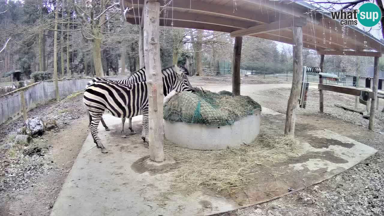 Web kamera uživo Zebras u ZOO Ljubljana – Slovenija