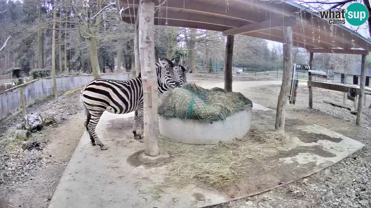 Live webcam Zebras in Ljubljana ZOO – Slovenia