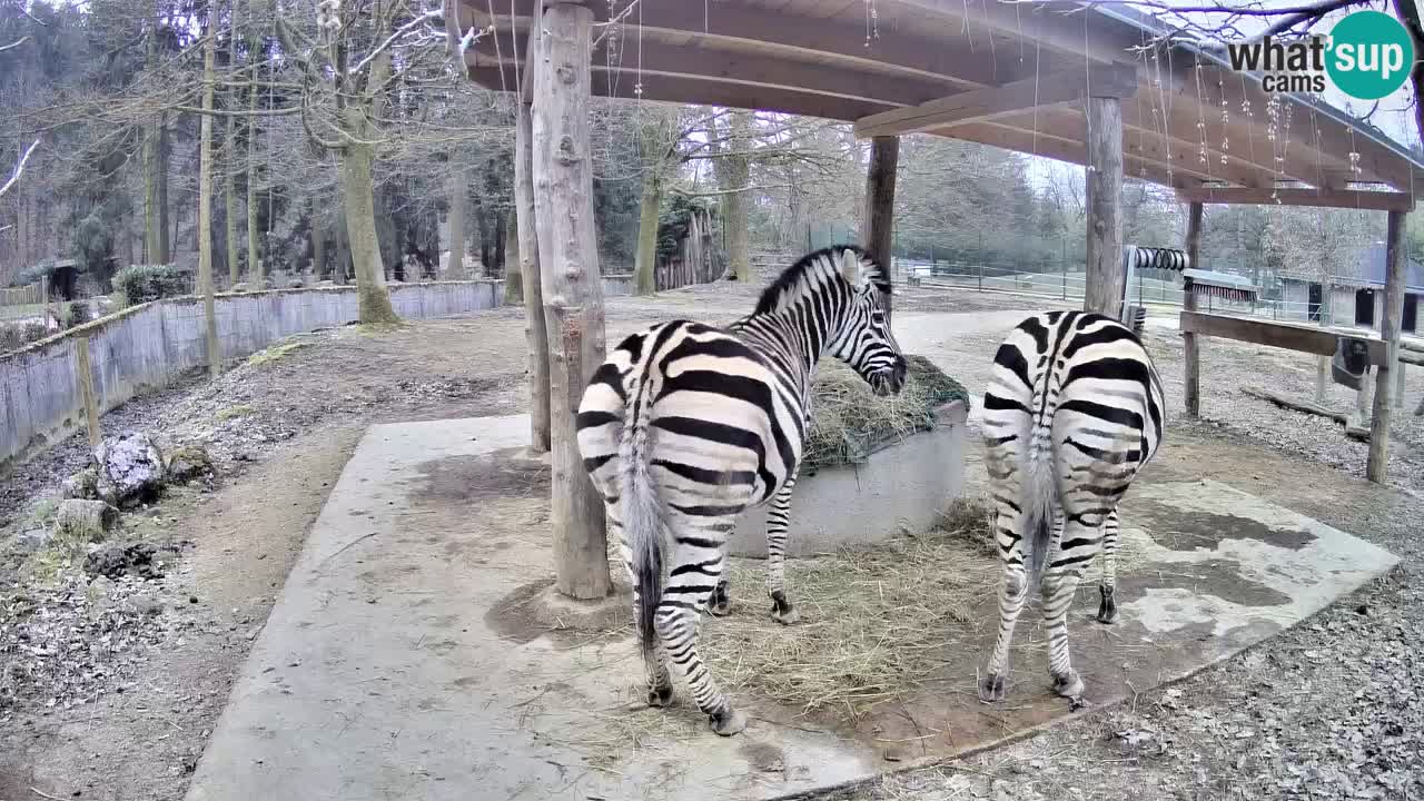 Live webcam Zebras in Ljubljana ZOO – Slovenia