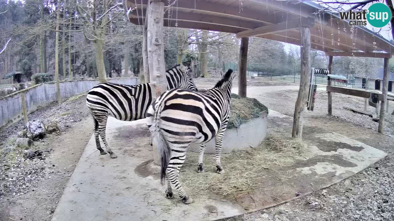 Live webcam Les zèbres in Ljubljana ZOO – Slovénie