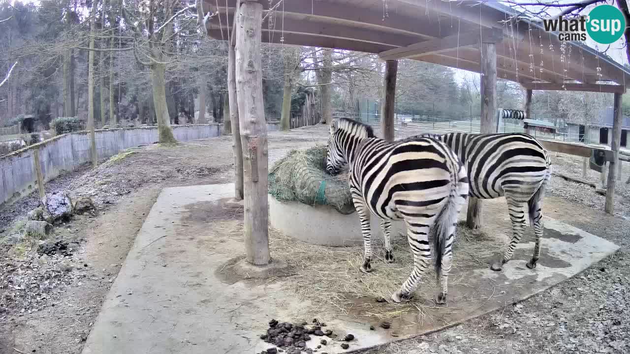 Live webcam Les zèbres in Ljubljana ZOO – Slovénie