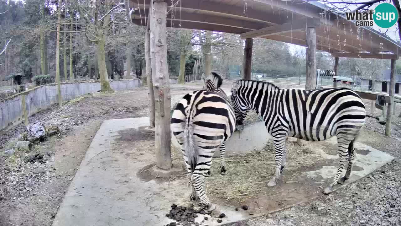 Le Zebre nello ZOO di Ljubljana – Slovenia Live webcam