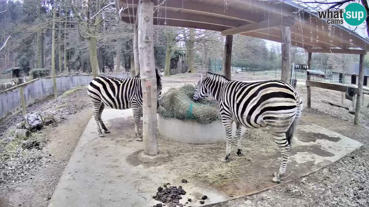 Le Zebre nello ZOO di Ljubljana – Slovenia Live webcam