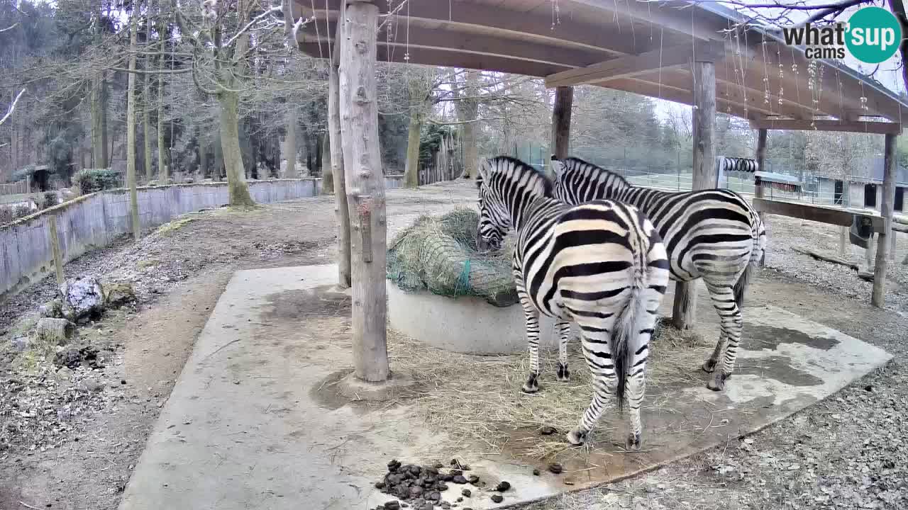 Le Zebre nello ZOO di Ljubljana – Slovenia Live webcam