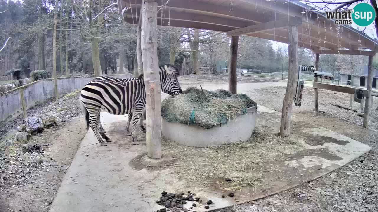 Le Zebre nello ZOO di Ljubljana – Slovenia Live webcam