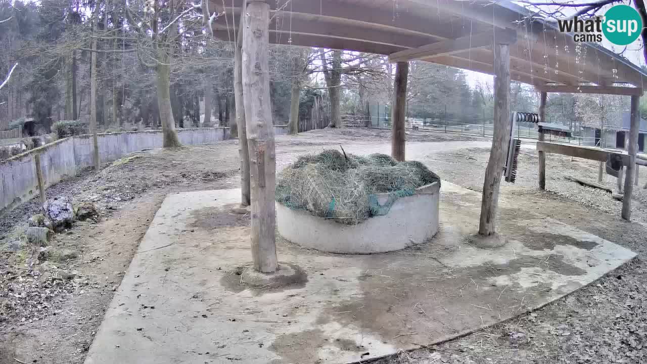 Live webcam Les zèbres in Ljubljana ZOO – Slovénie