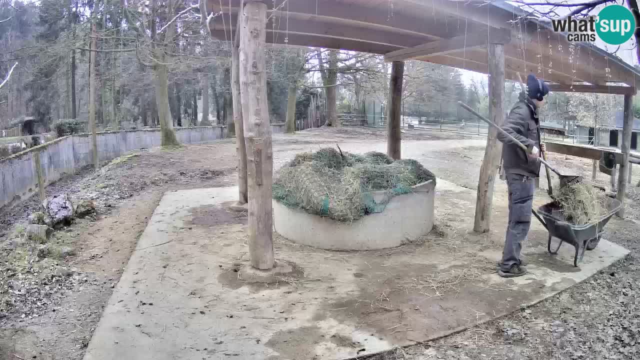 Zebre v živo v živalskem vrtu Ljubljana ZOO spletne kamere