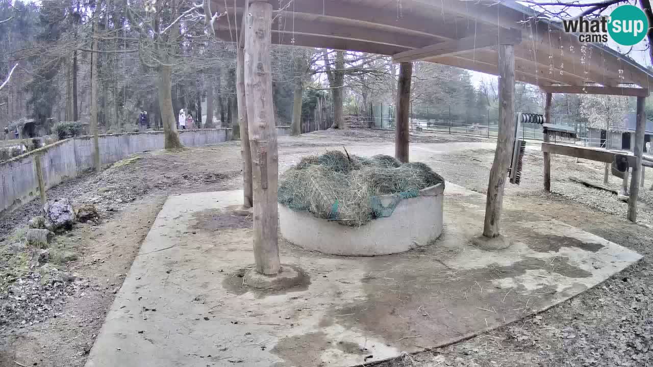 Le Zebre nello ZOO di Ljubljana – Slovenia Live webcam