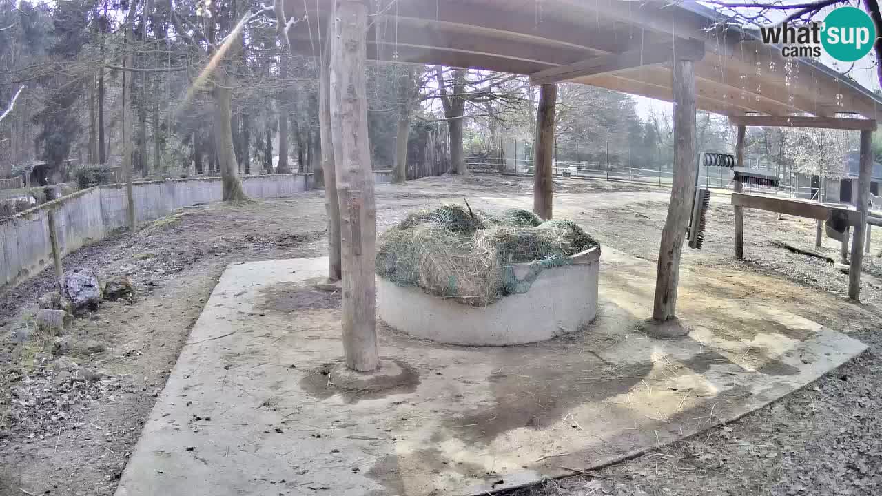 Le Zebre nello ZOO di Ljubljana – Slovenia Live webcam