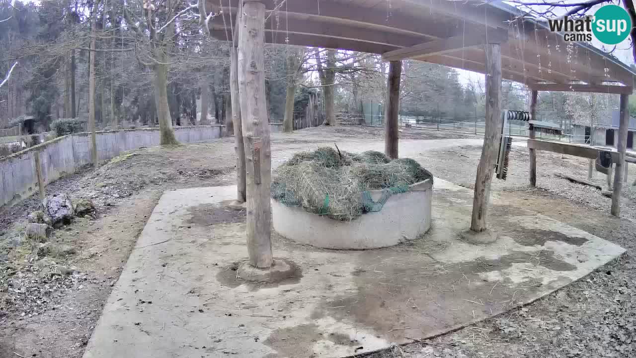 Zebre v živo v živalskem vrtu Ljubljana ZOO spletne kamere