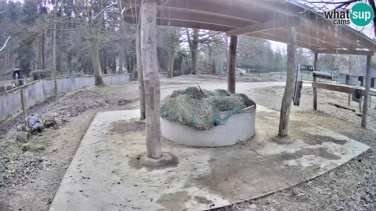 Camera en vivo Cebras in Ljubljana ZOO – Eslovenia