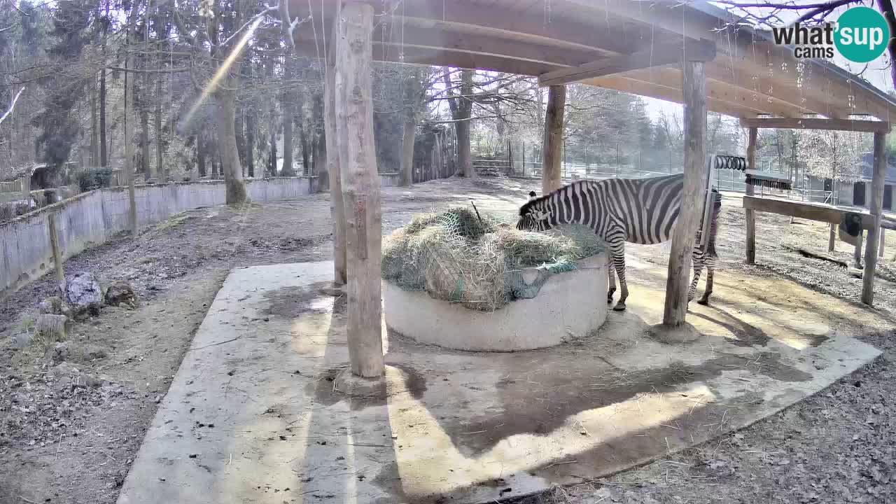 Zebre v živo v živalskem vrtu Ljubljana ZOO spletne kamere