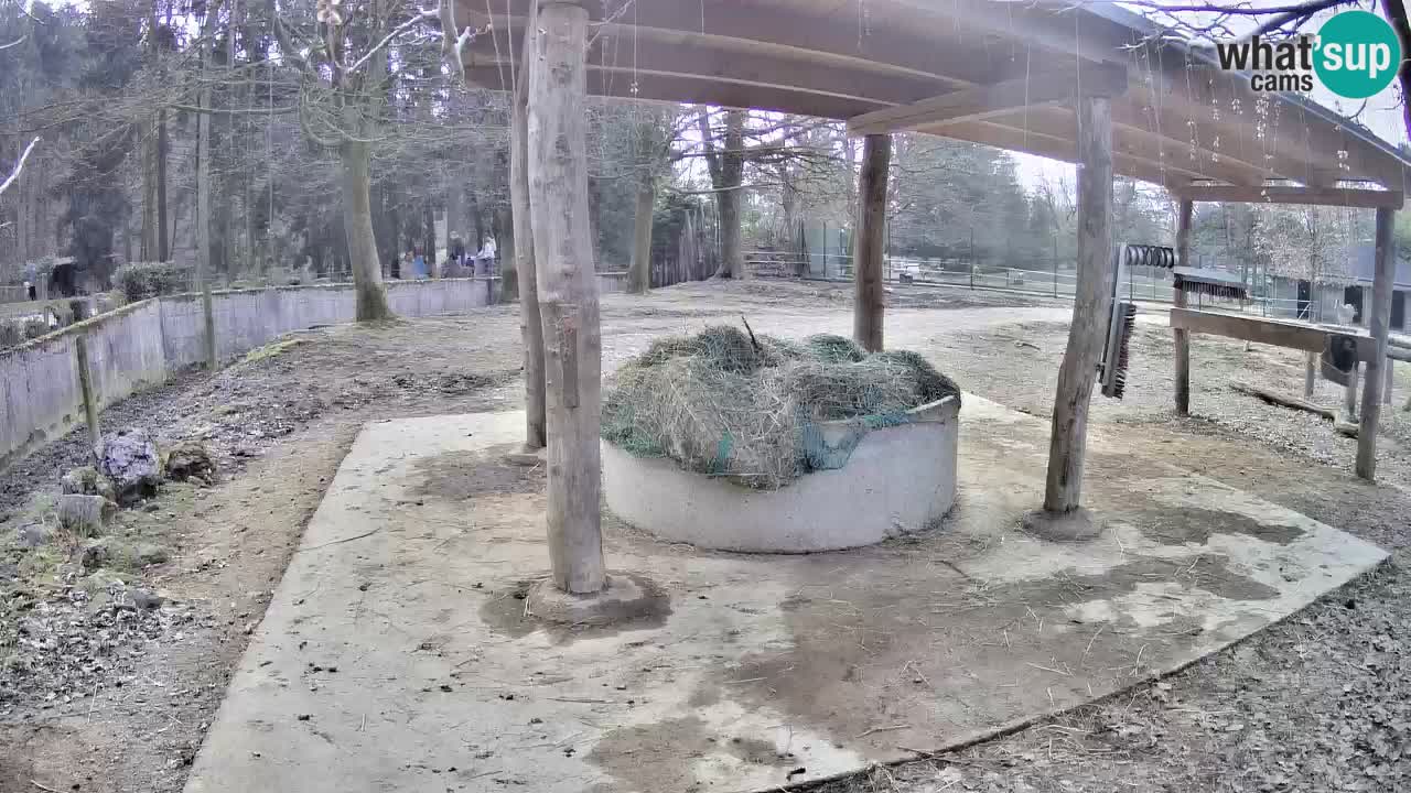 Live Webcam Zebras in Ljubljana ZOO – Slowenien