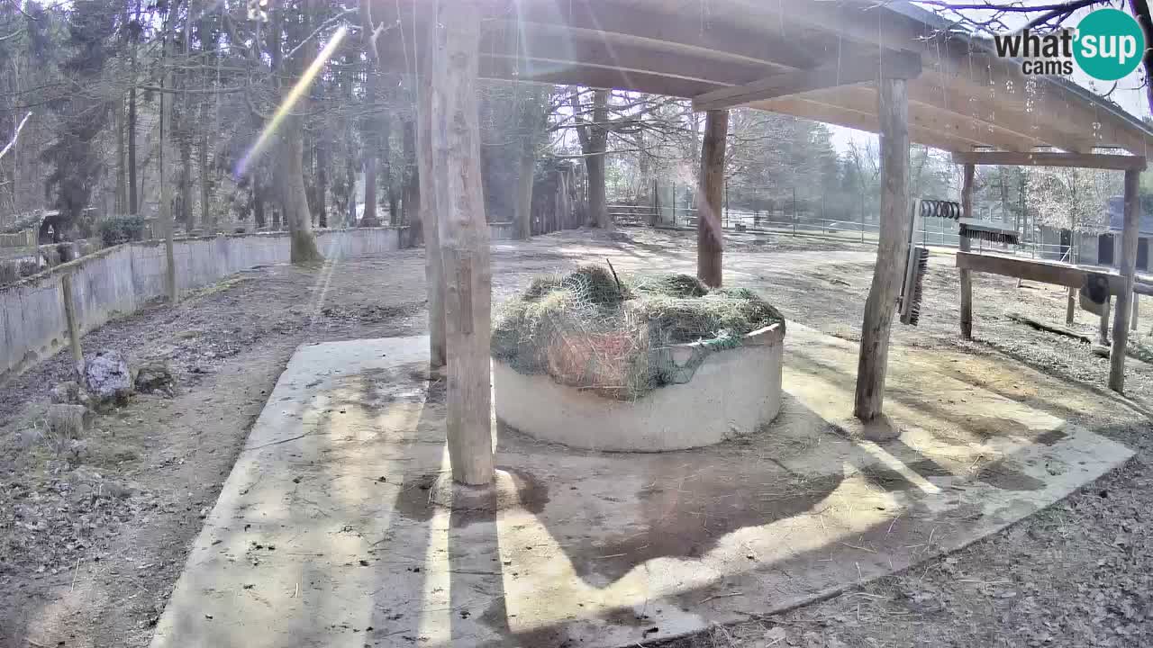 Le Zebre nello ZOO di Ljubljana – Slovenia Live webcam