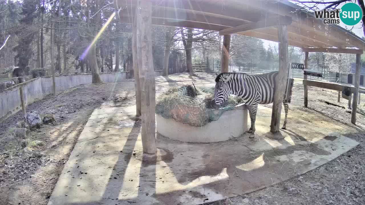 Live webcam Les zèbres in Ljubljana ZOO – Slovénie