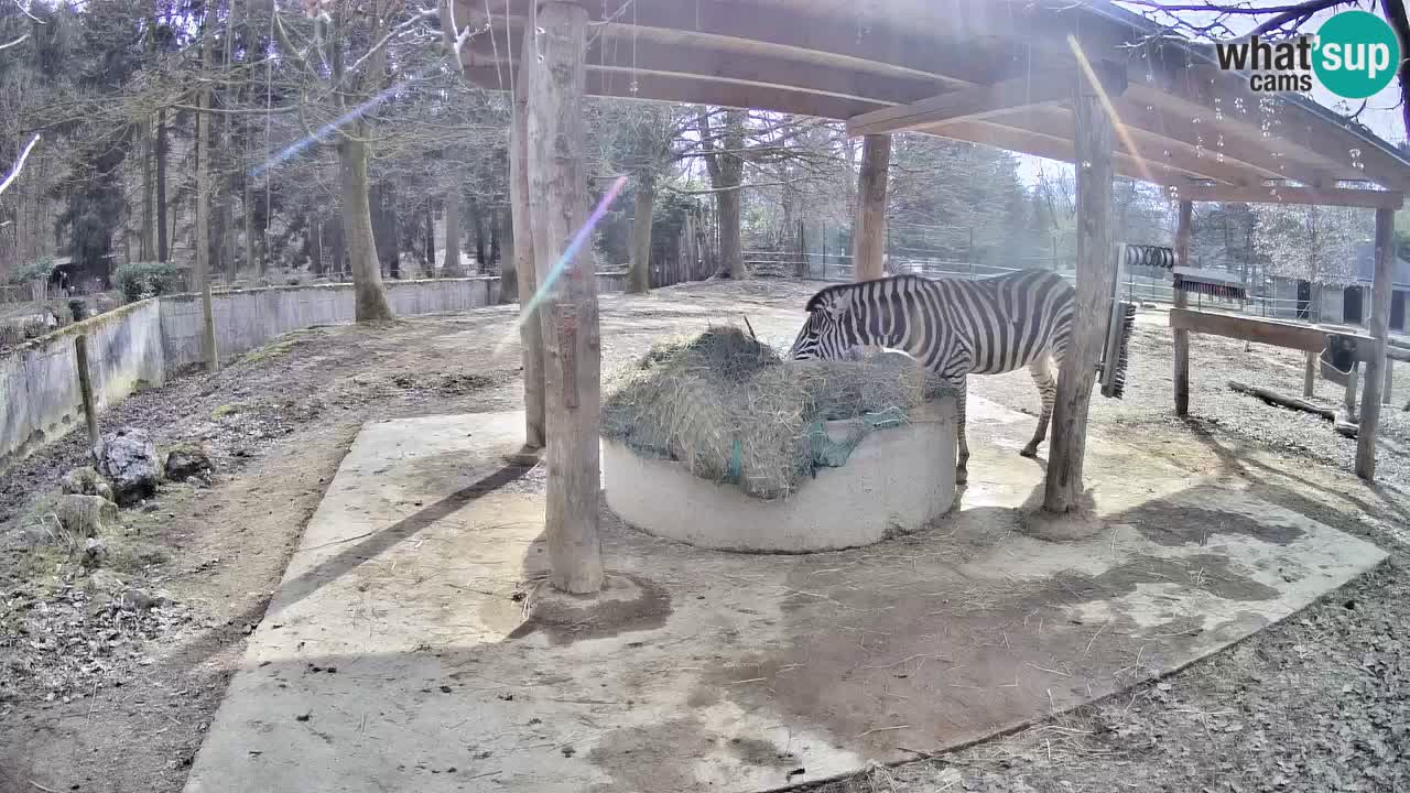 Zebre v živo v živalskem vrtu Ljubljana ZOO spletne kamere