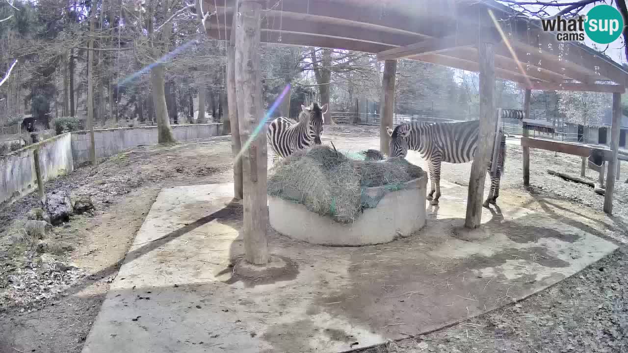 Camera en vivo Cebras in Ljubljana ZOO – Eslovenia