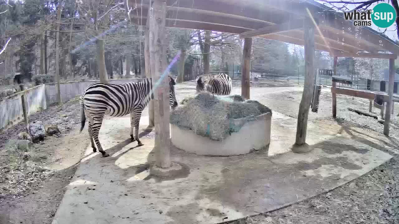 Zebre v živo v živalskem vrtu Ljubljana ZOO spletne kamere