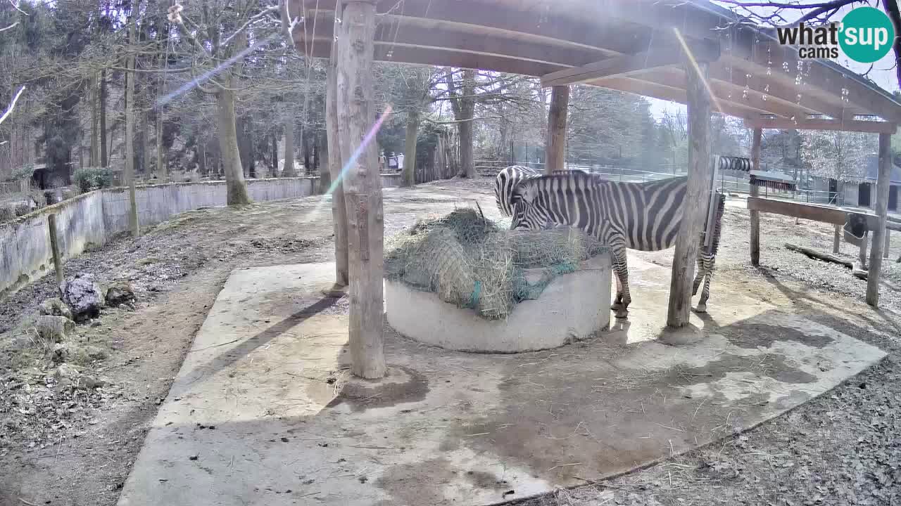 Le Zebre nello ZOO di Ljubljana – Slovenia Live webcam