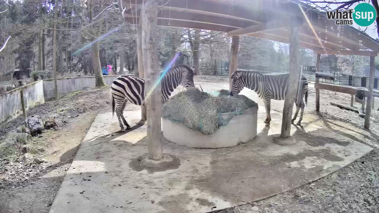 Live webcam Les zèbres in Ljubljana ZOO – Slovénie