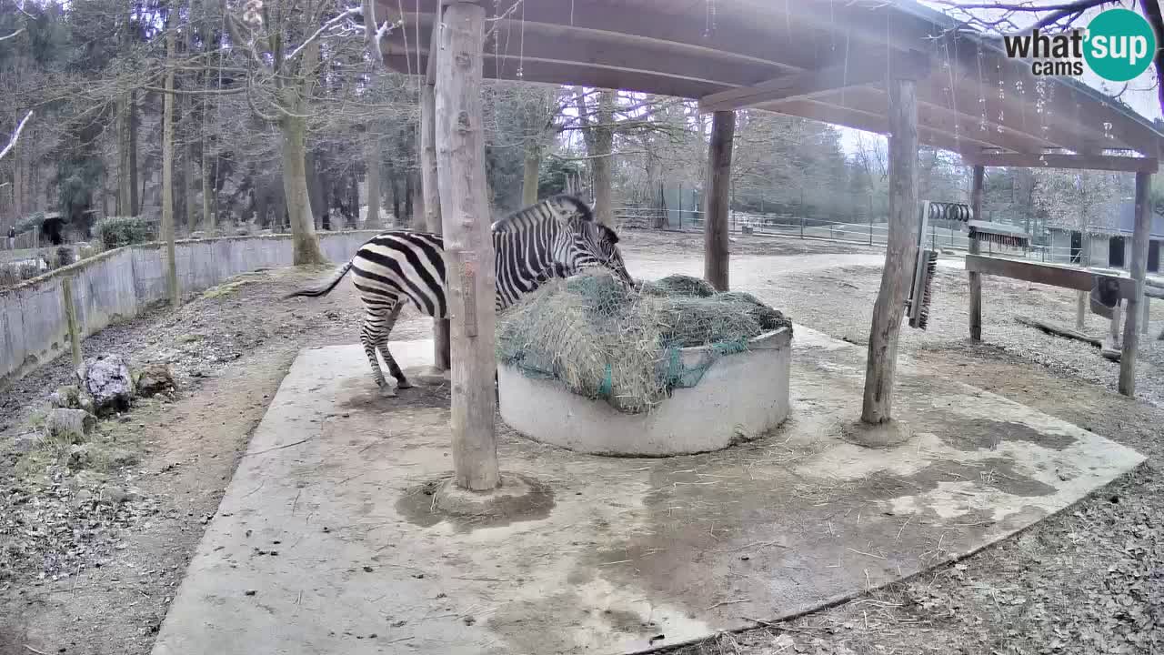 Zebre v živo v živalskem vrtu Ljubljana ZOO spletne kamere