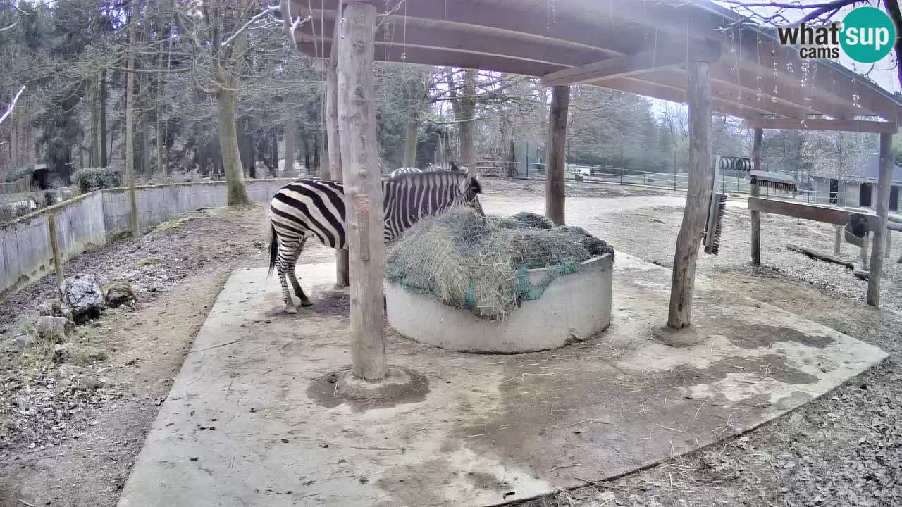 Live webcam Les zèbres in Ljubljana ZOO – Slovénie