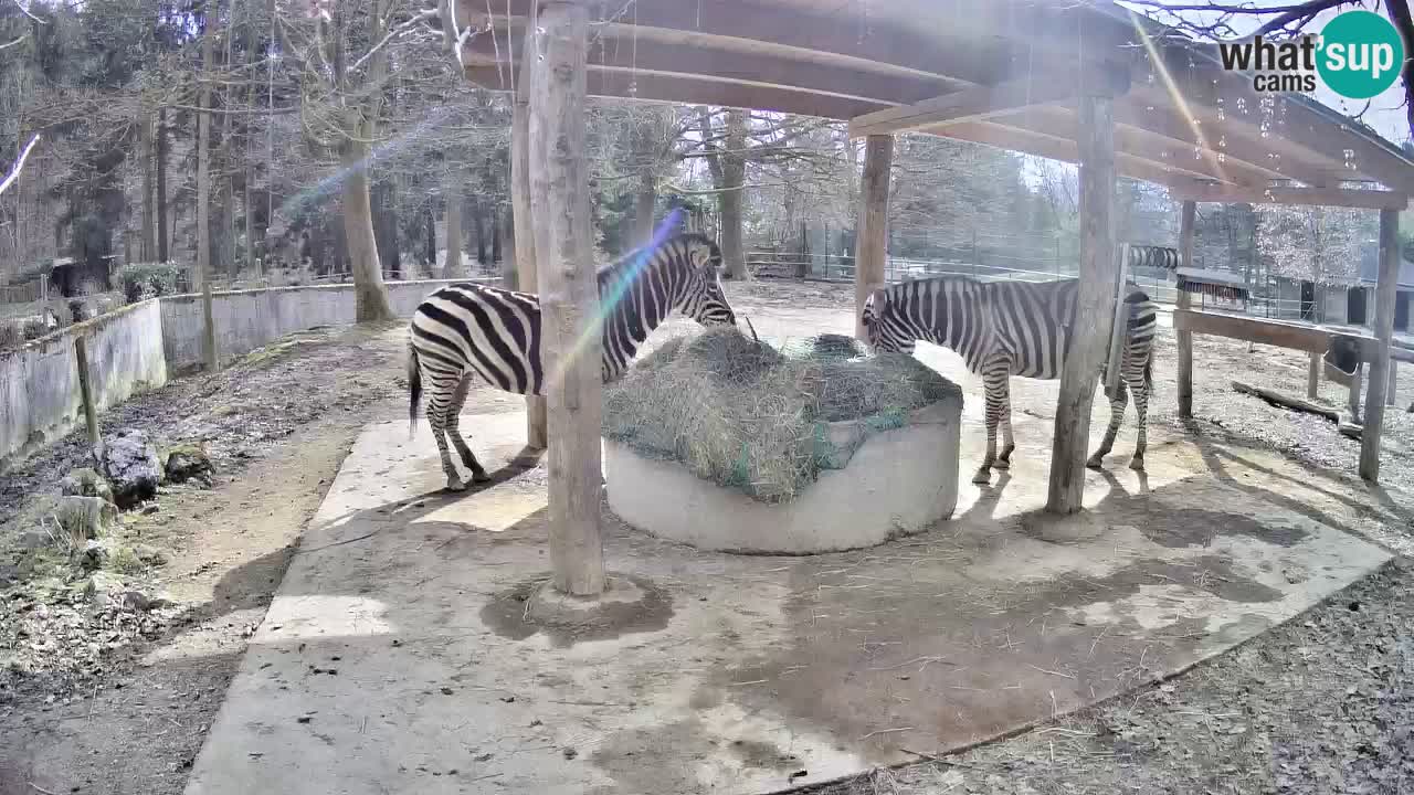 Zebre v živo v živalskem vrtu Ljubljana ZOO spletne kamere