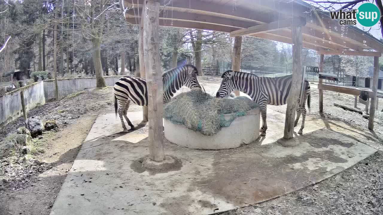 Le Zebre nello ZOO di Ljubljana – Slovenia Live webcam