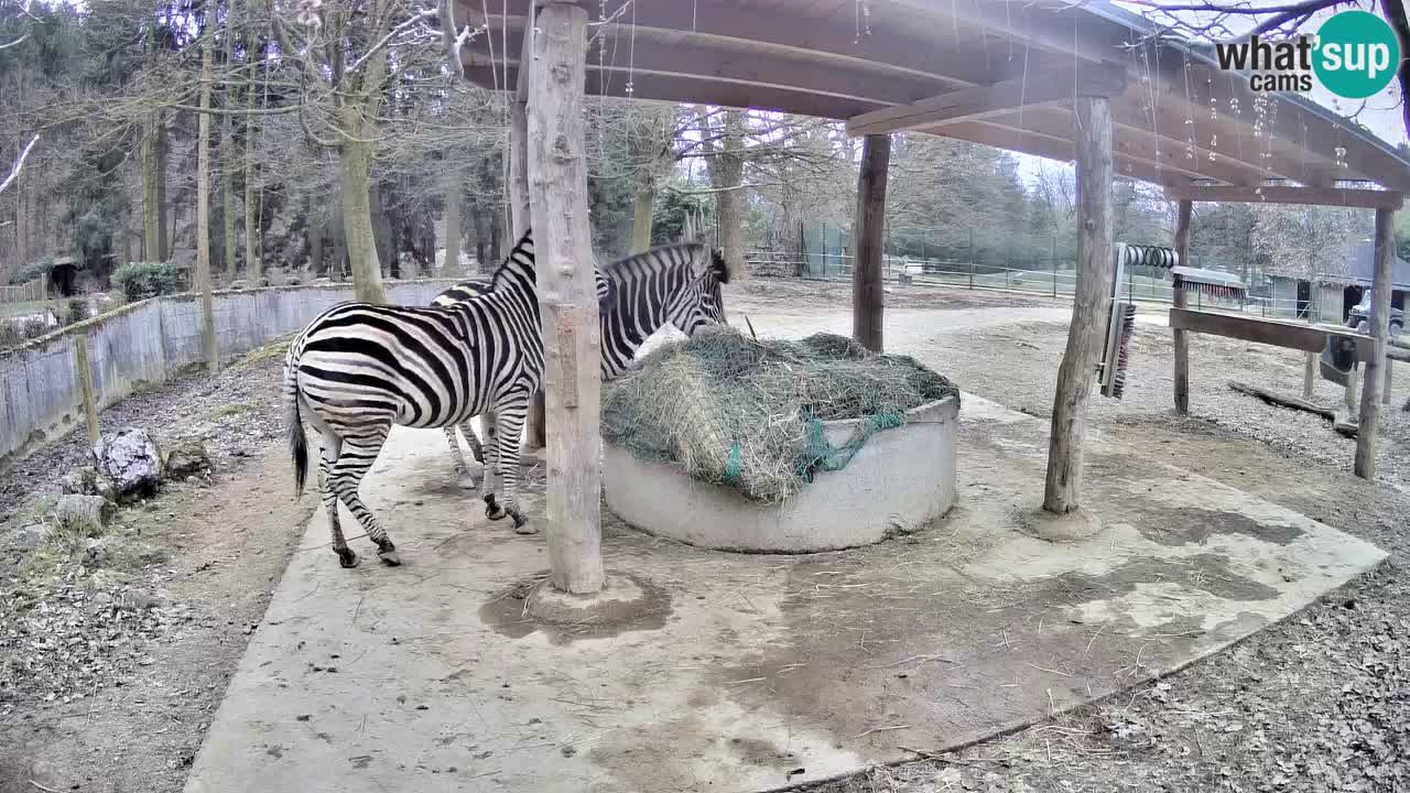 Zebre v živo v živalskem vrtu Ljubljana ZOO spletne kamere